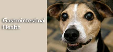 Dog Health Gastrointestinal