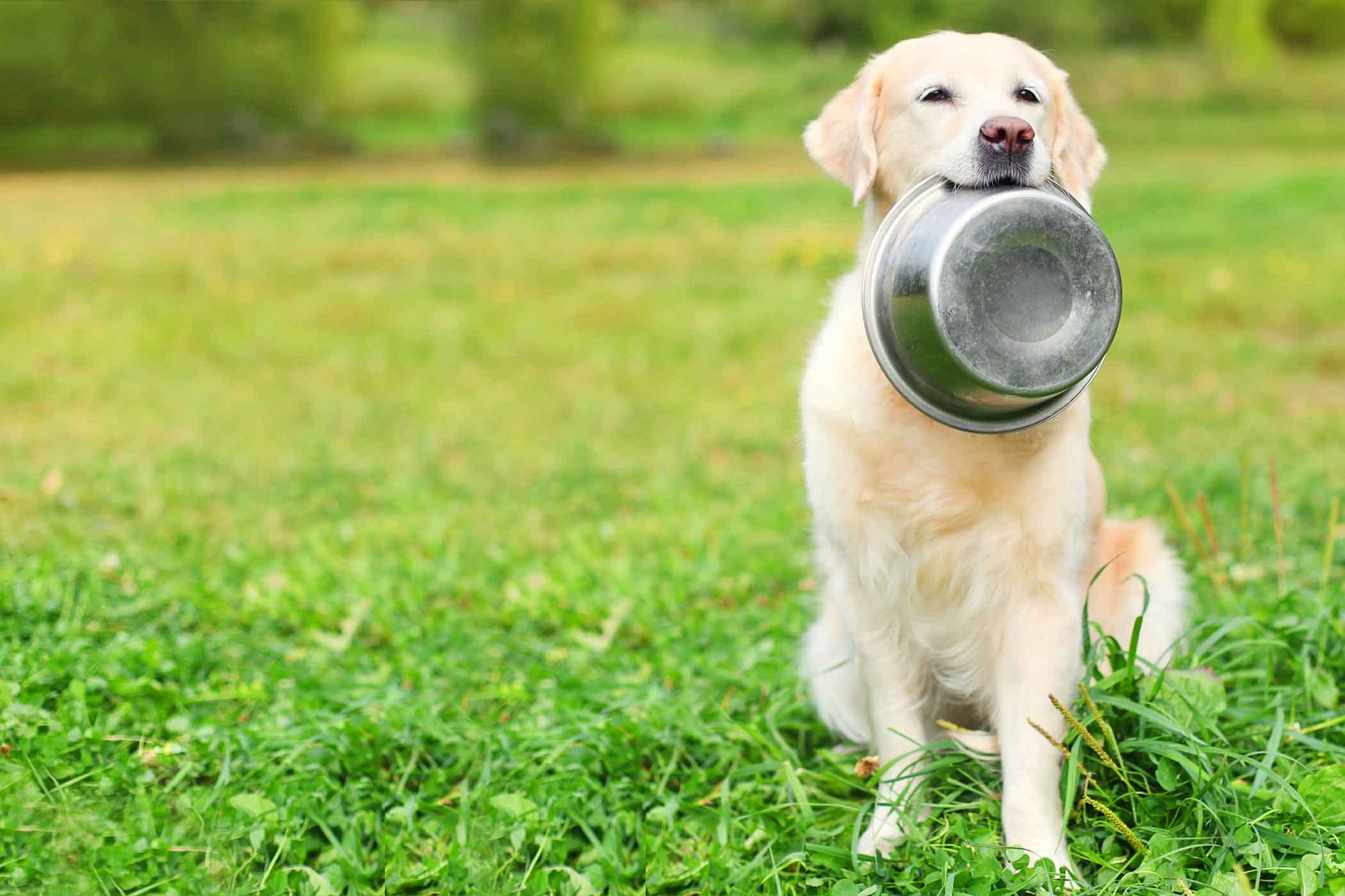 dog eating bowl