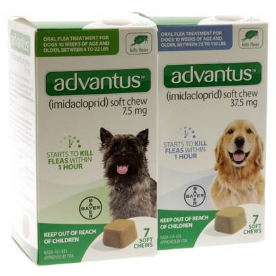 Bayer advantus oral flea treatment best sale