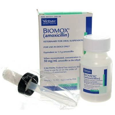 is amoxicillin bad for dogs